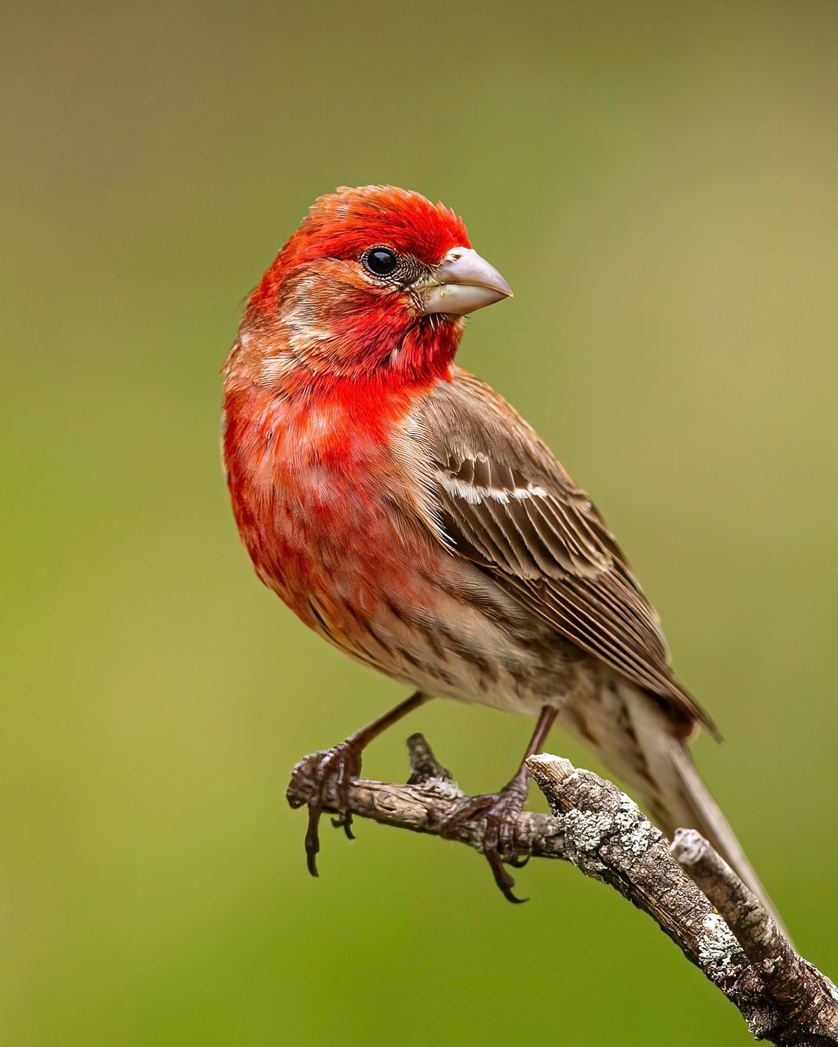 Sparrows, Titmice, Finches - Texas Photo Man
